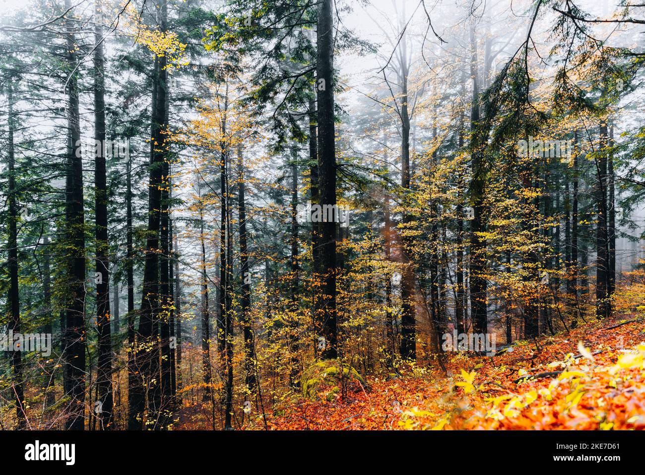 Foreste Casentinesi, Italien. Wald im Herbst, geheimnisvolle Stimmung. Stockfoto