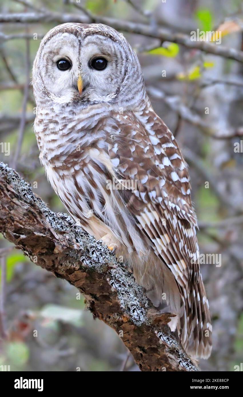 Barred Owl steht auf einem Ast mit grünem Hintergrund, Quebec, Kanada Stockfoto