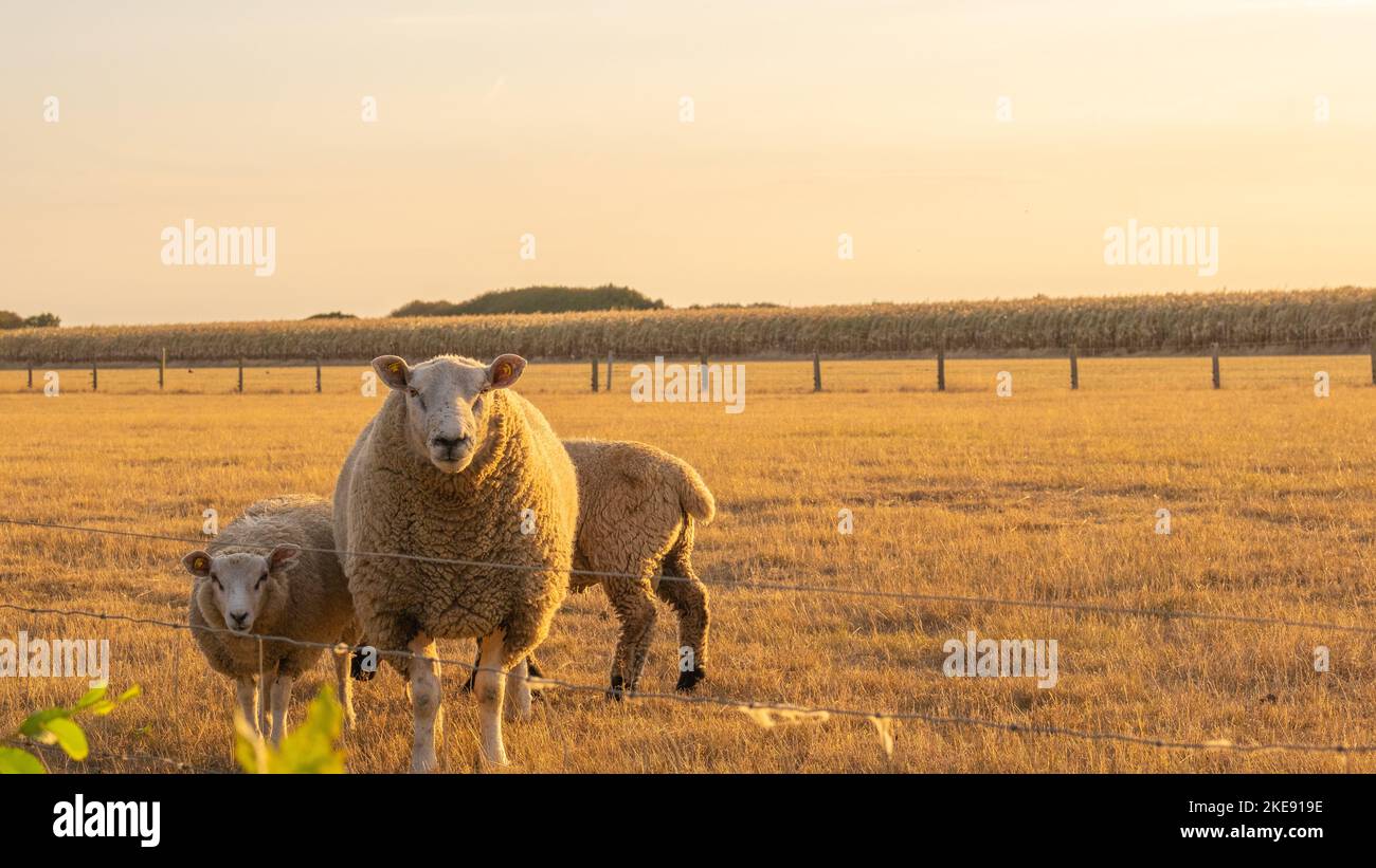 Weiße Schafe in der Koppel auf Weizenfeldern. Nutztiere. Tierhaltung und Landwirtschaft. Zucht und Aufzucht von Schafen Stockfoto