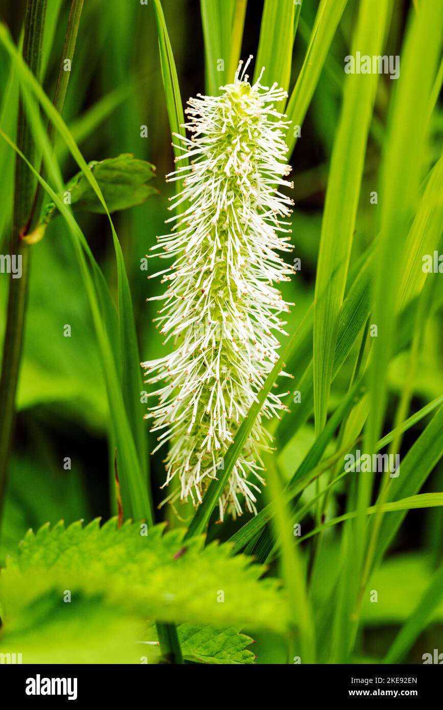 Sitka Burnett; Blutwurz; Sanguisorba stata; Eveline State Recreation Park; Homer; Alaska; USA Stockfoto