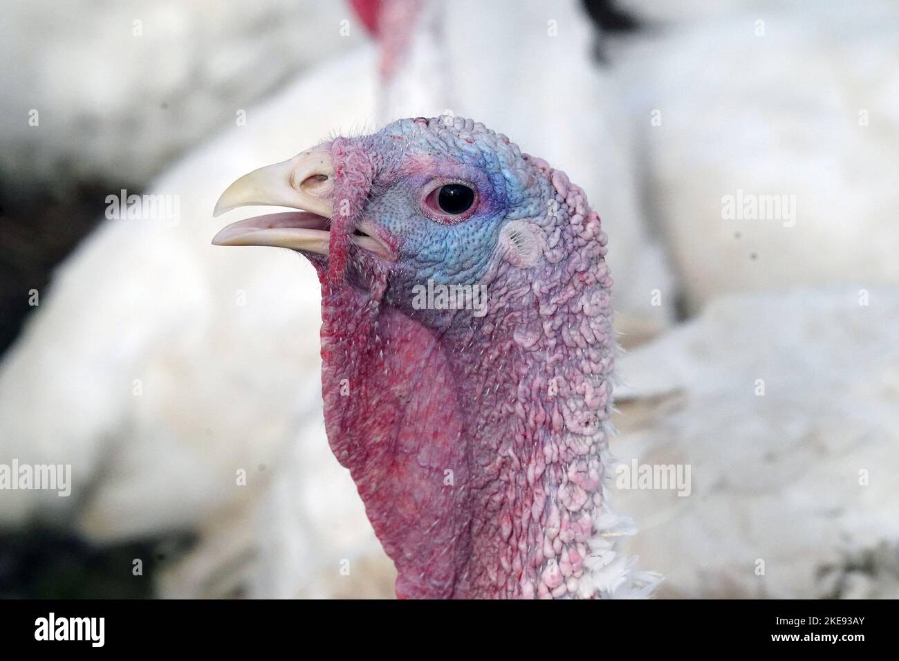 California, Usa. 10.. November 2022. Ein männlicher truthahn kitzt weg und steht am Donnerstag, den 10. November 2022, mit 1200 anderen Vögeln auf Buttonwood Farms in Kalifornien, Missouri. Die Türkei-Preise für Thanksgiving 2022 werden .70 zusätzliche Kosten pro Pfund verursachen, wobei 5 Prozent weniger Vögel aufgrund der Vogelgrippe produziert werden. Foto von Bill Greenblatt/UPI Credit: UPI/Alamy Live News Stockfoto