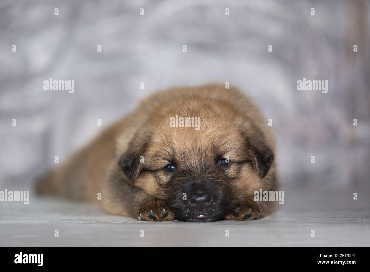 Harzer Fuchs Welpen Stockfoto