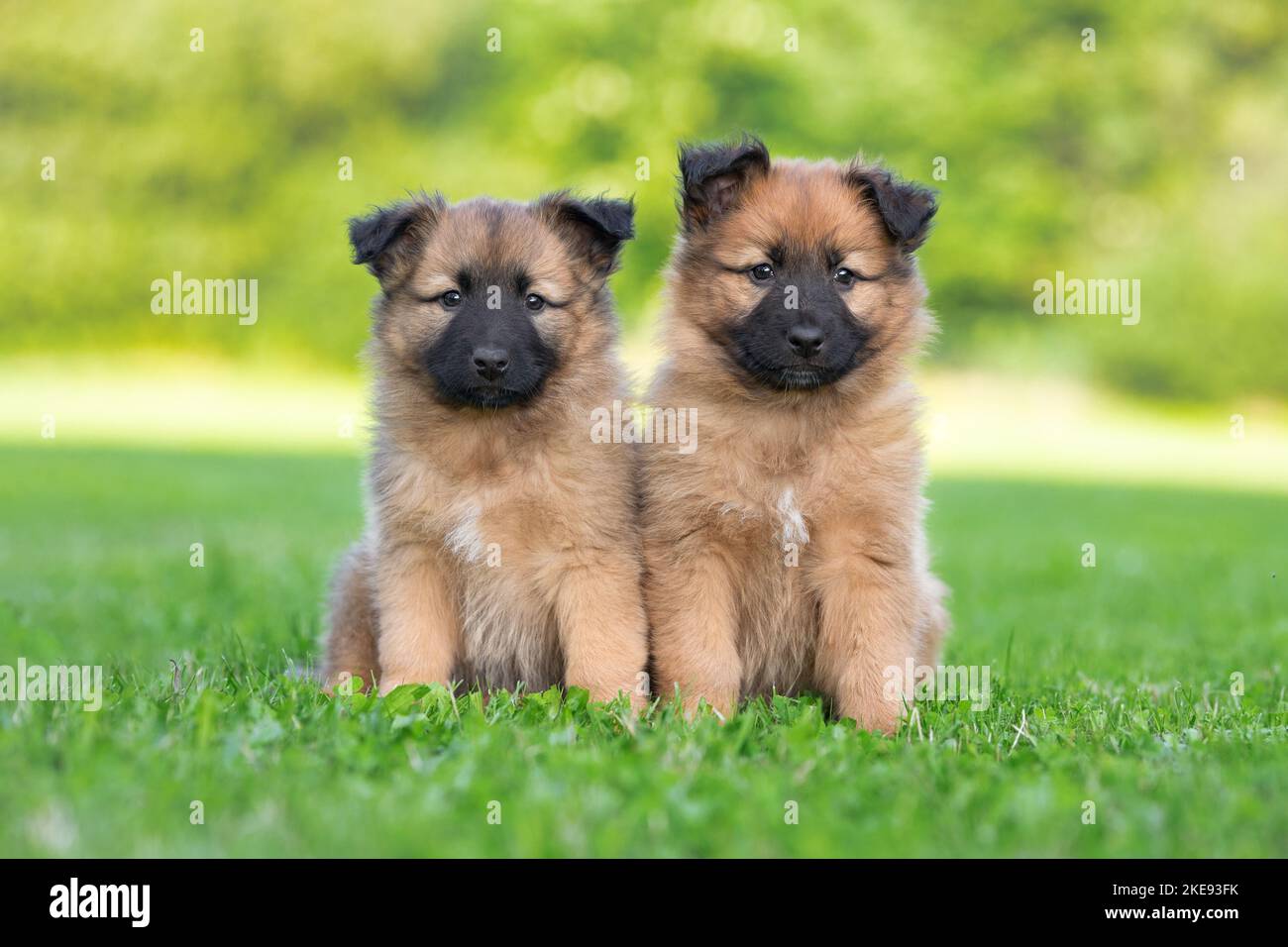 Harz Fox Welpen Stockfoto