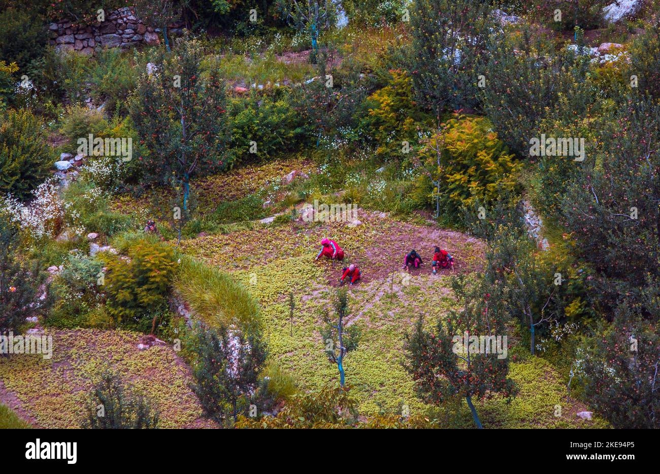 Blumen auf dem Feld. Himachals Landwirte erweitern ihren Horizont, ohne der Natur zu schaden. Kinnaur Valley, Sangala, Himachal Pradesh, Indien. Stockfoto