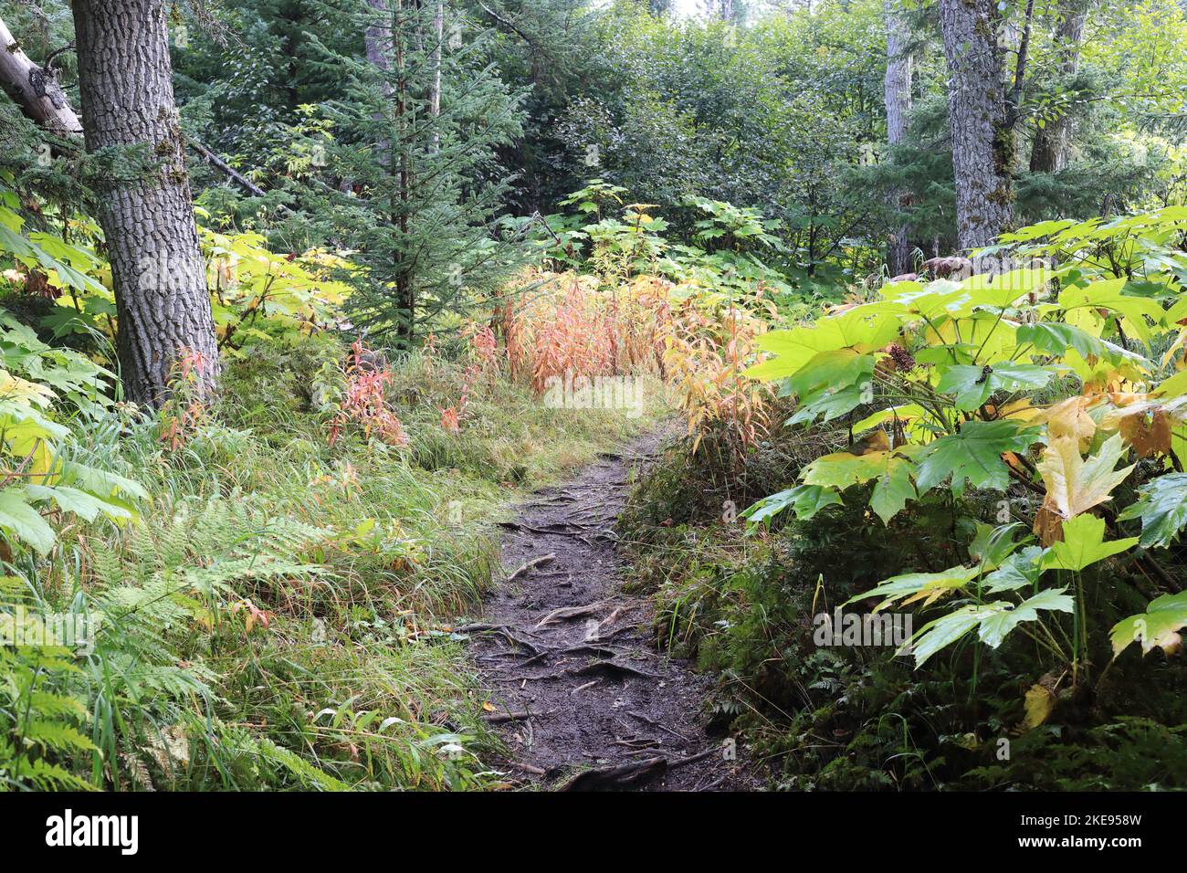 Trail im Kachemak Park Stockfoto