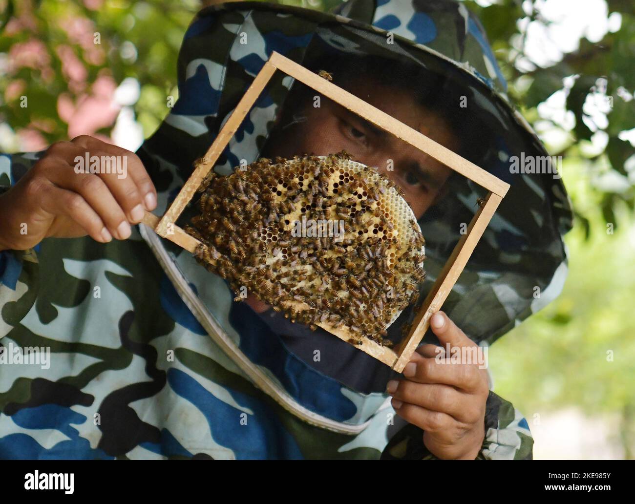 Ein Arbeiter, der eine Honigbienenkarton an der Landwirtschaftsschule am Stadtrand von Agartala überprüft. Ein Bienenstock ist eine geschlossene Struktur, in der einige Honigbienenarten der Untergattung APIs leben und ihre Jungen aufziehen. Obwohl das Wort Bienenstock allgemein verwendet wird, um das Nest jeder Bienenkolonie zu beschreiben, unterscheidet wissenschaftliche und professionelle Literatur Nest vom Bienenstock. Tripura, Indien. Stockfoto