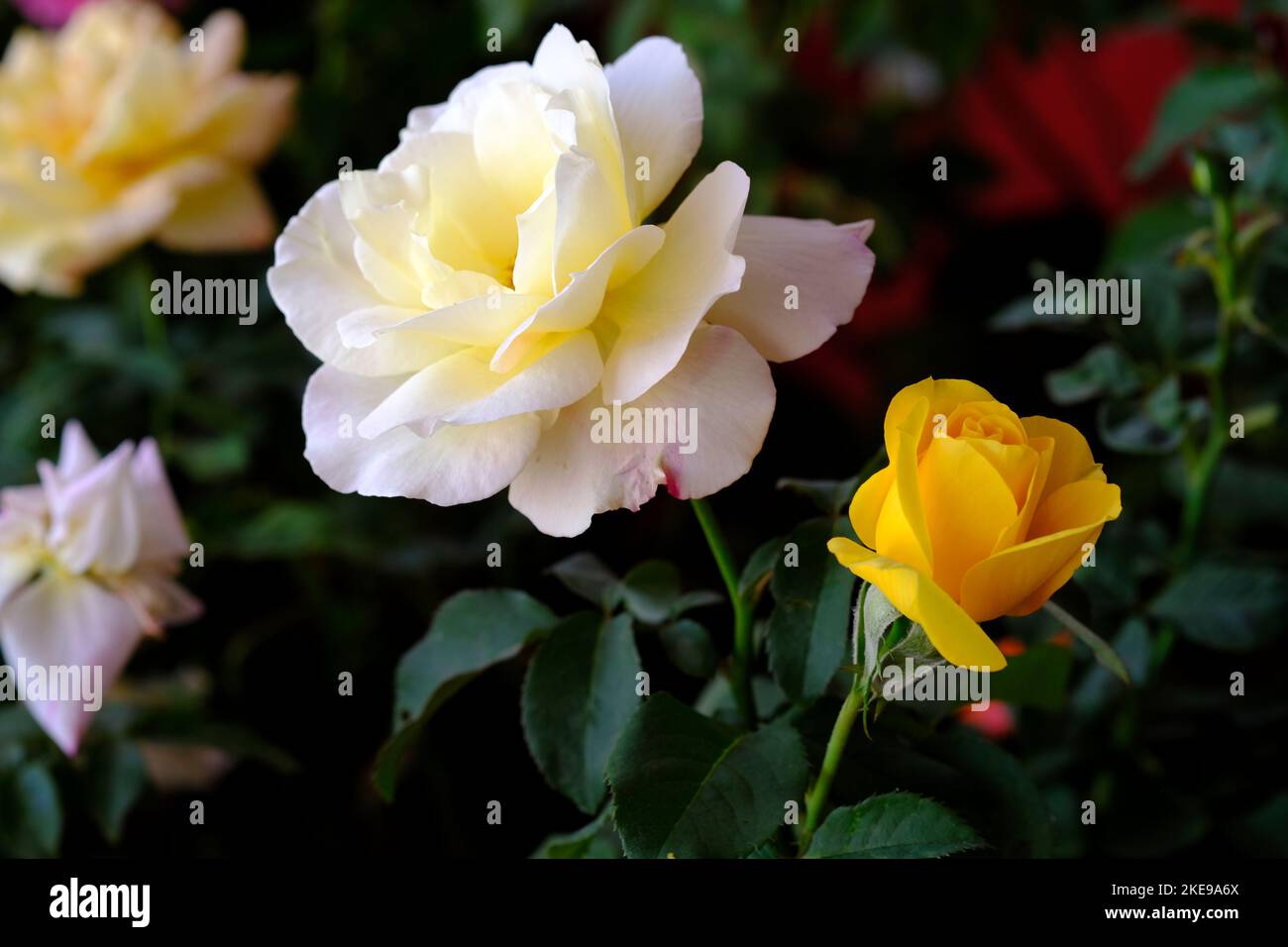 Indische Rosenblüte, elegante Rosenblüte, rosenblühende Pflanzen mit blattgrünem Hintergrund. Stockfoto