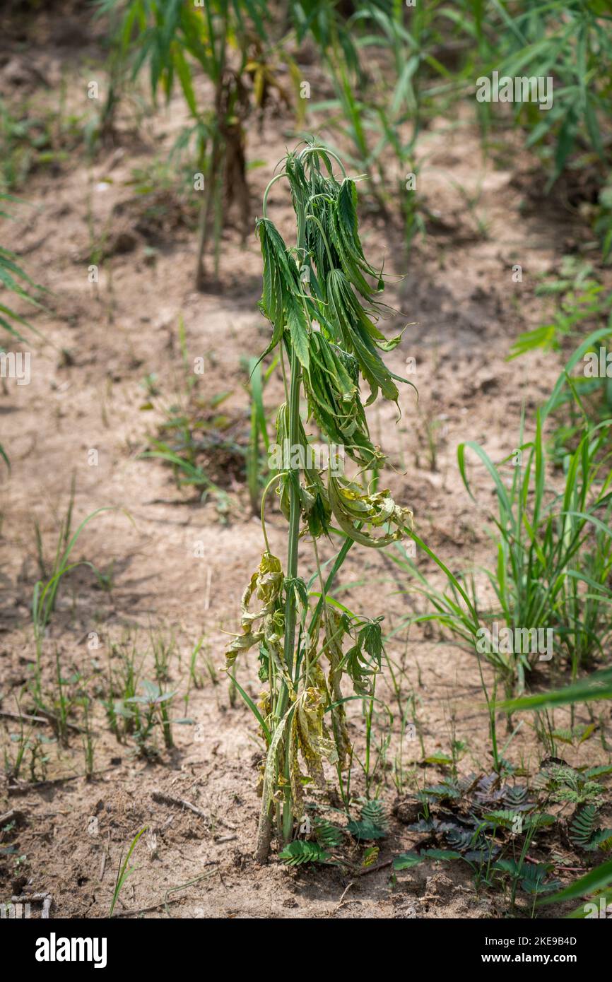 Fusarium verwelkt die Krankheit von Cannabis auf dem Feld, die durch Pilze und Übergießen verursacht wird. Stockfoto