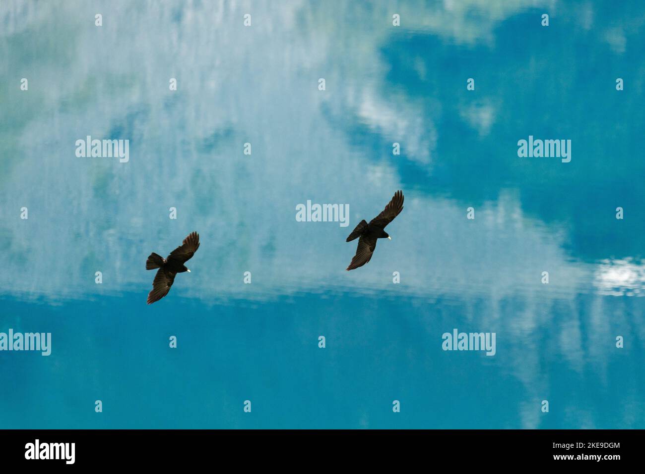 Eine malerische Aussicht auf schwarz-gelb-schnabelige Chughs, die in der Luft in einem verschwommenen See-Hintergrund fliegen Stockfoto