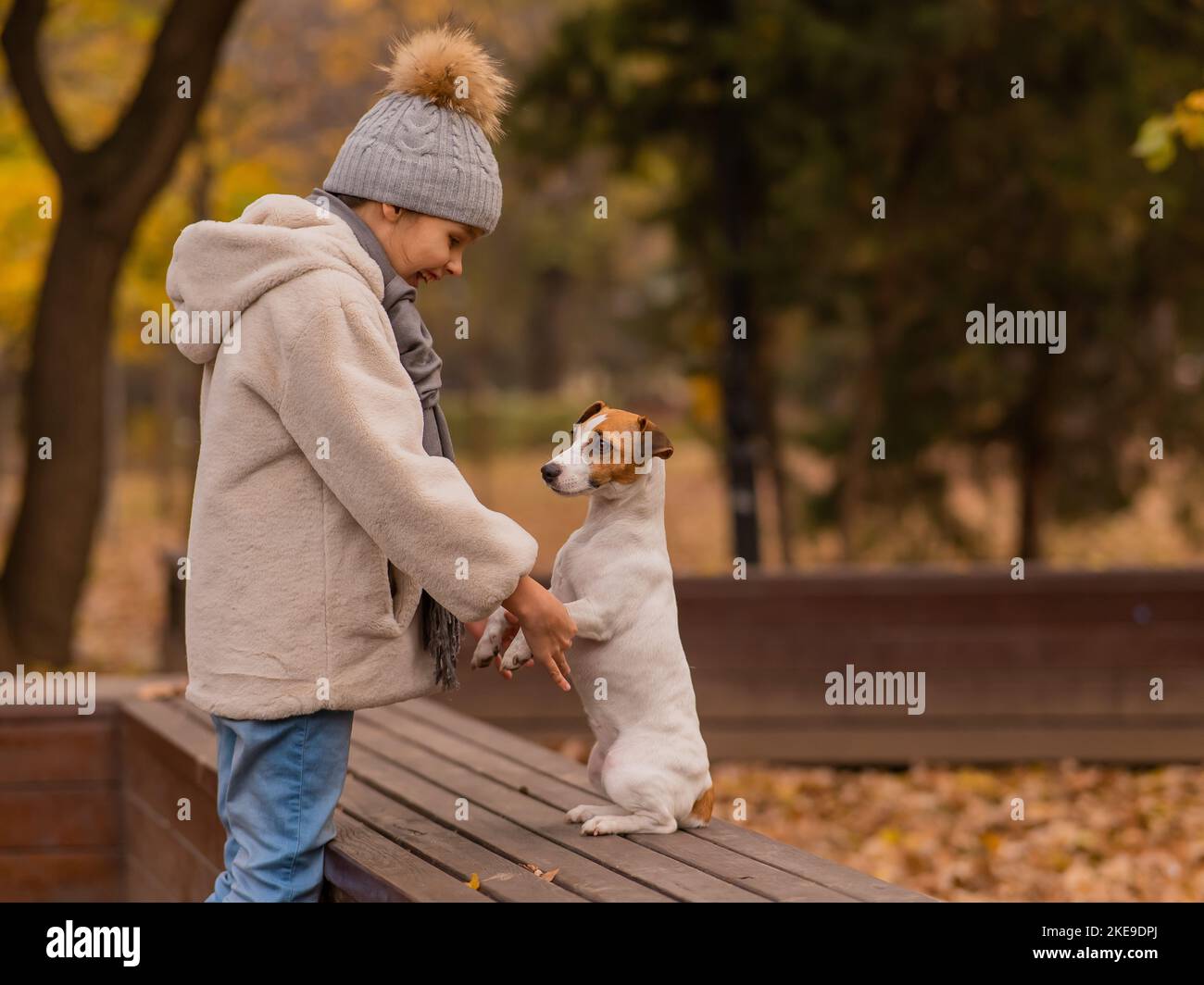 Kaukasisches Mädchen hält einen Hund bei den Pfoten für einen Spaziergang im Herbstpark. Jack Russell Terrier steht auf seinen Hinterbeinen auf einer Bank. Stockfoto