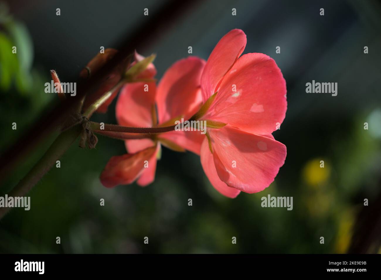 Nahaufnahme der orangen/roten Blume, Makrofoto, von der Rückseite der Blume im Sonnenlicht Stockfoto