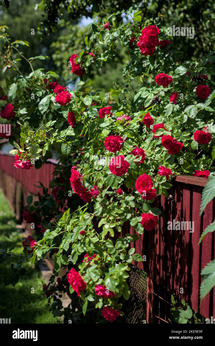 Rote Rosen buschen über dem Zaun Stockfoto