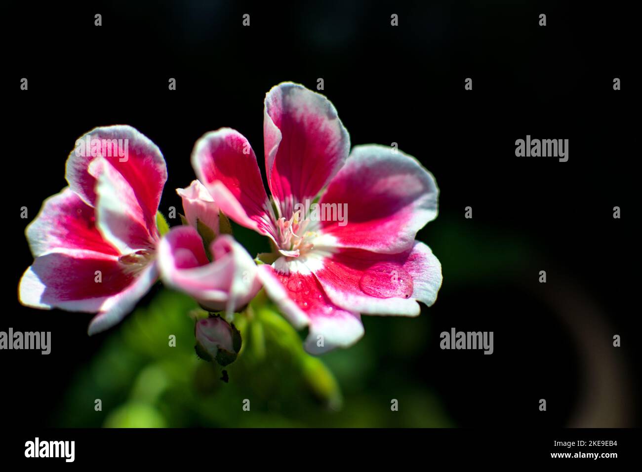 Rosa weiße Blume mit Wassertropfen Makro Foto Stockfoto