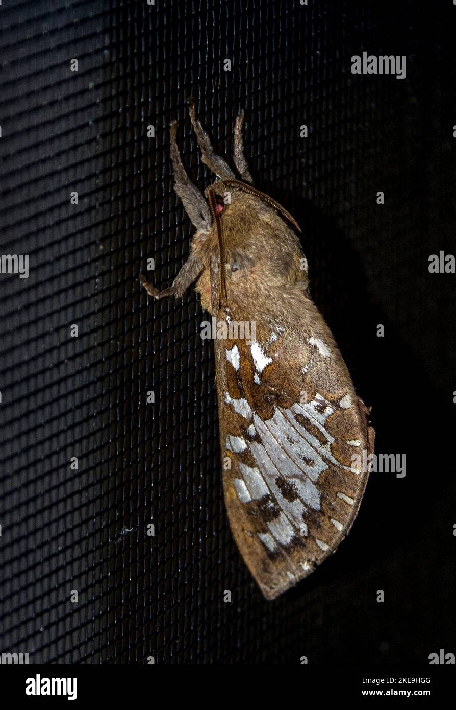 Australische Braunmotte mit weißen Markierungen auf den Flügeln. Gefaltete Flügel. Schwarzer Hintergrund. Queensland, Garten, Herbst. Stockfoto