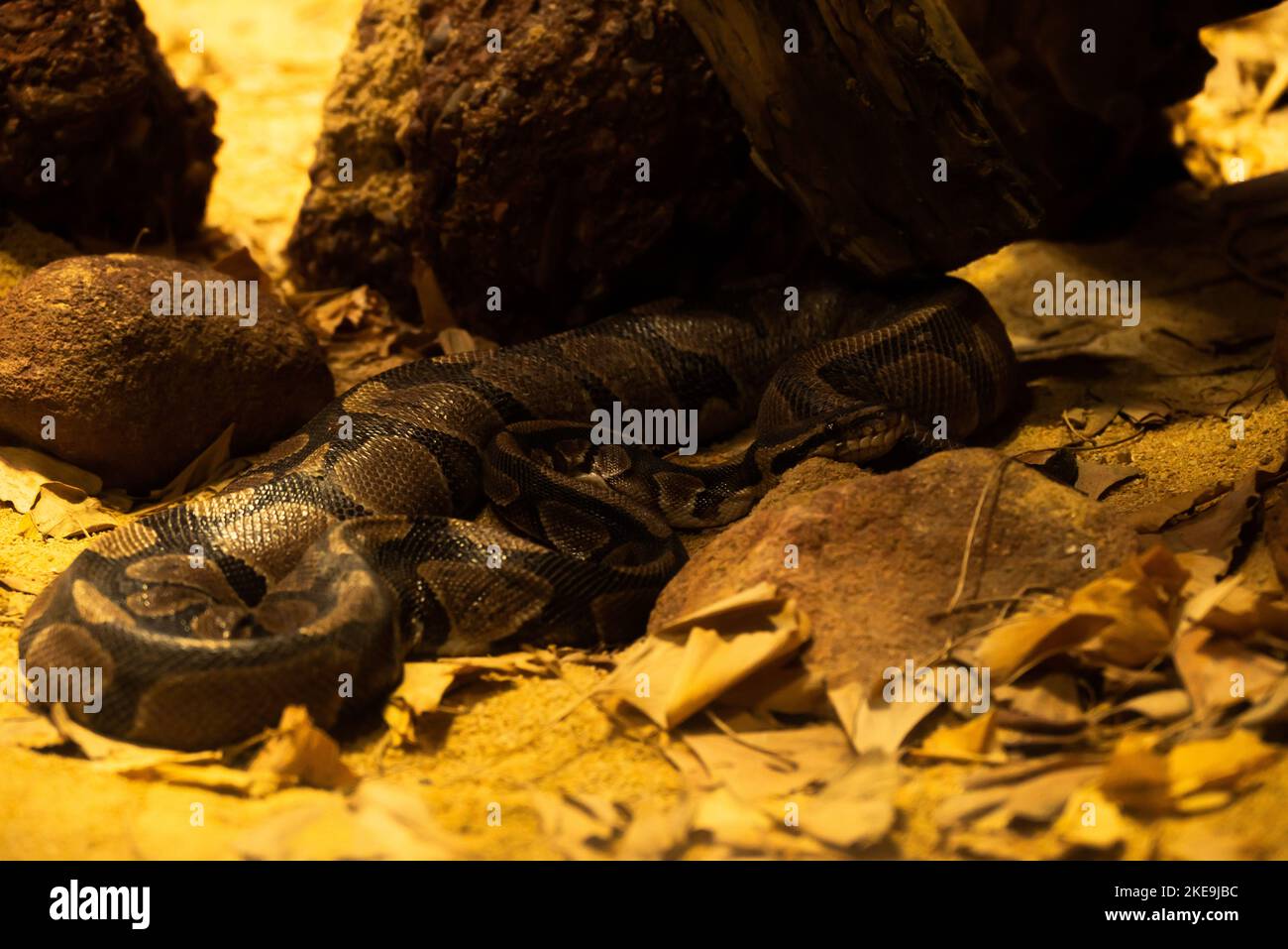 Pythons Lügen auf Felsen in Dark Key. Stockfoto