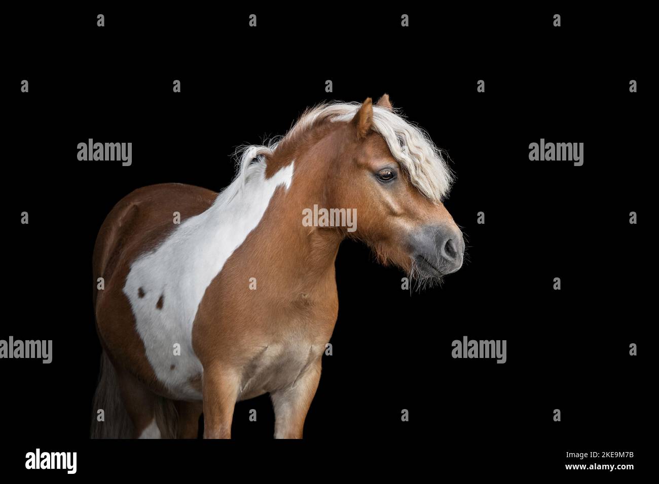 Mini-Shetland-Pony Stockfoto