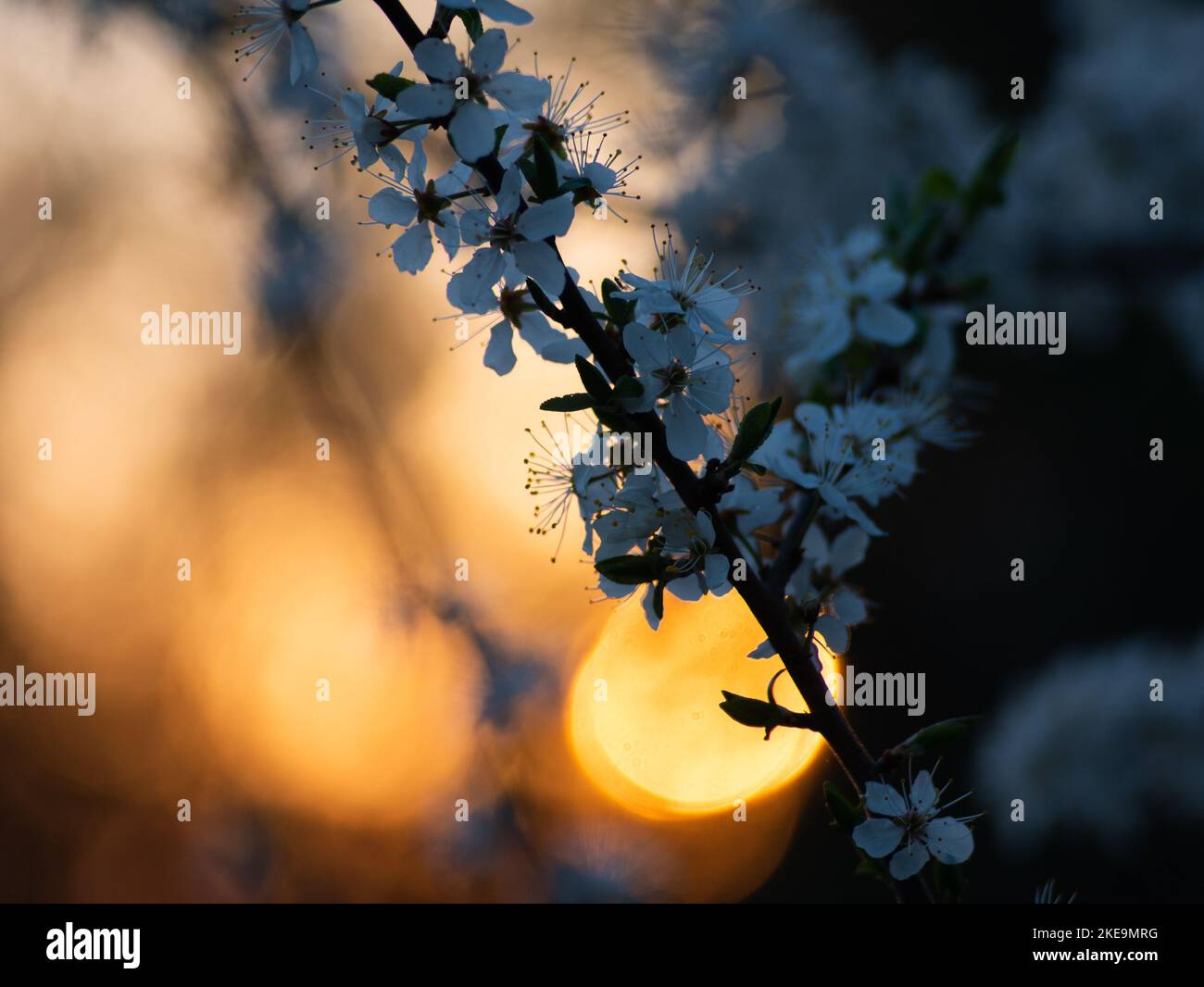 Einige Kirschblüten vor dem Sonnenuntergang Stockfoto