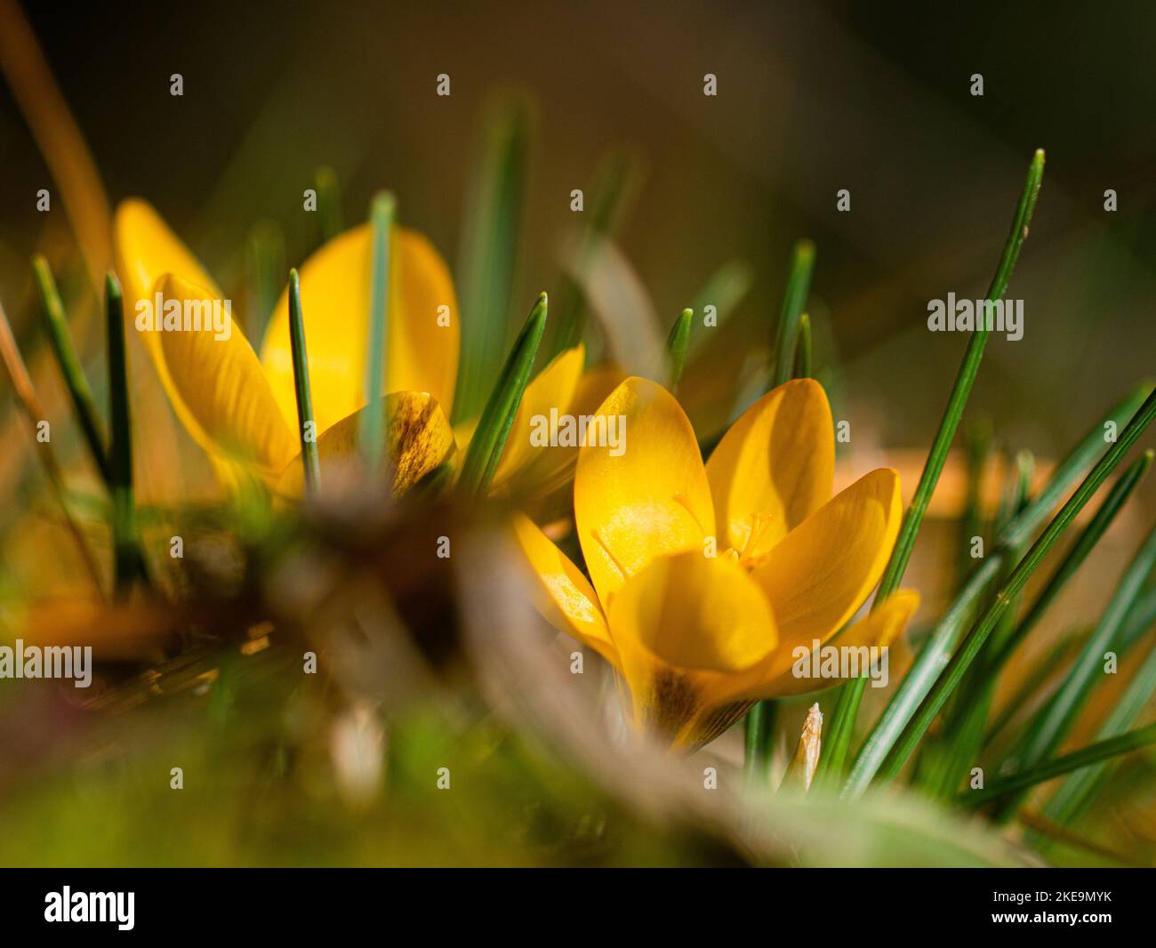 Makroaufnahme von einigen Crocusses Stockfoto