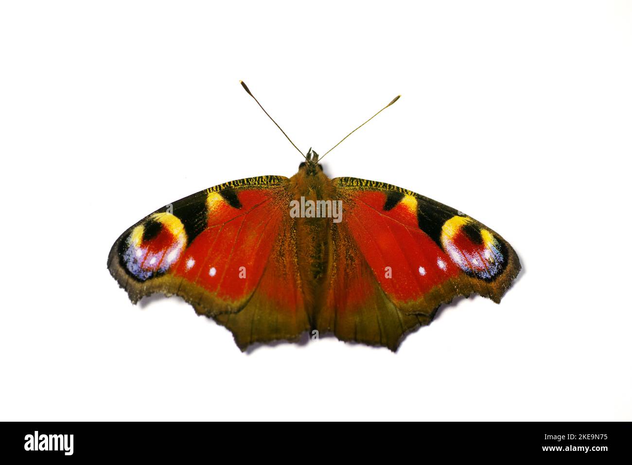 Schmetterling - Europäischer Pfauenschmetterling. Europäischer Pfauenschmetterling (Inachis-io). Stockfoto