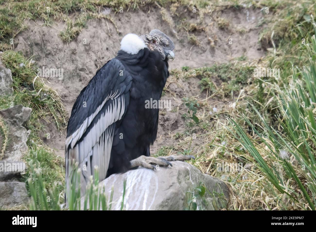 Andenkondor (Vultur gryphus), Parque Condor (Condor Park), Otavalo, Ecuador Männchen haben einen großen Karonkel (Kamm) und Wattle, den Weibchen fehlen. Geschlechter Stockfoto