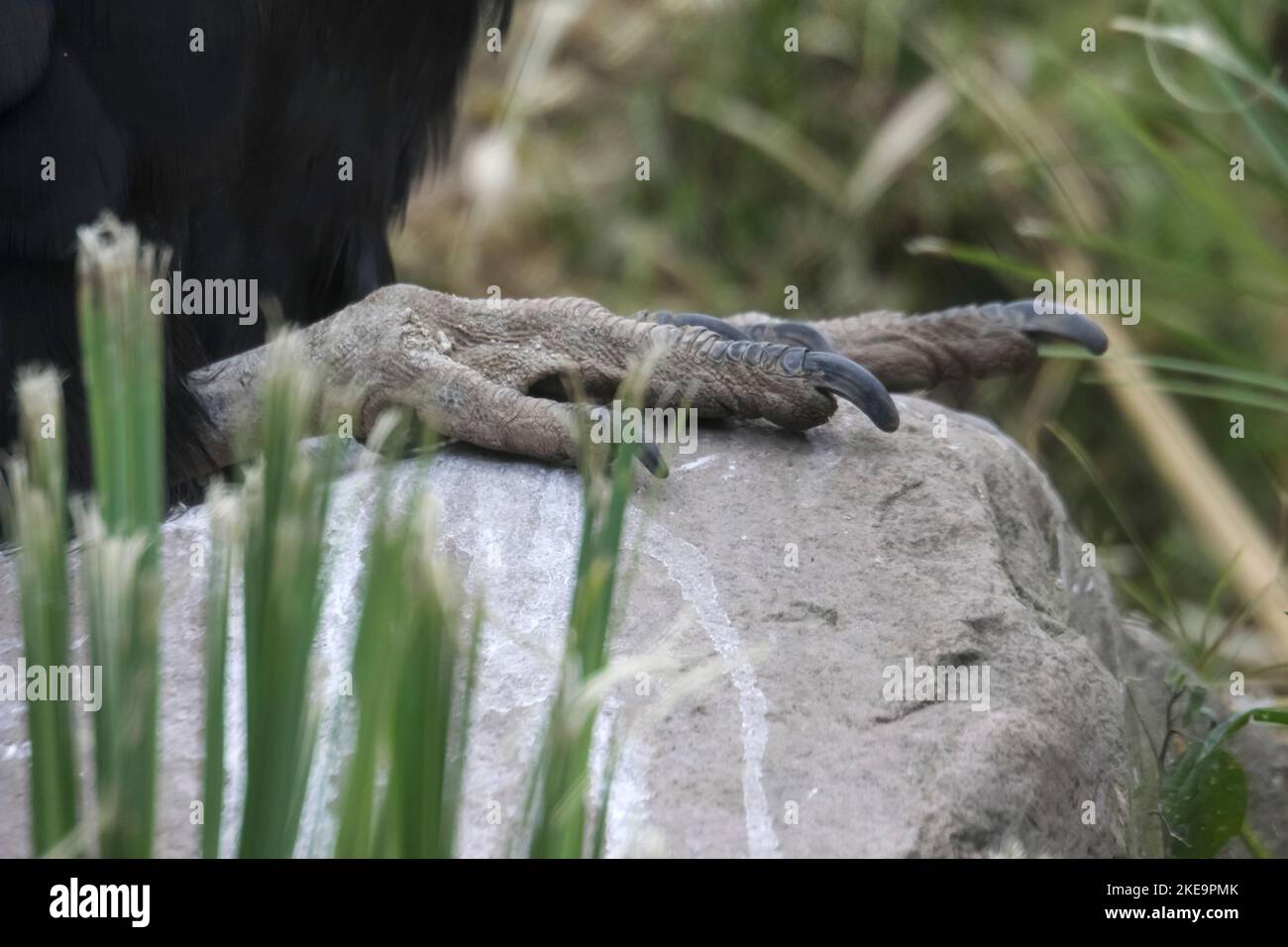 Andenkondor (Vultur gryphus), Parque Condor (Condor Park), Otavalo, Ecuador Männchen haben einen großen Karonkel (Kamm) und Wattle, den Weibchen fehlen. Geschlechter Stockfoto