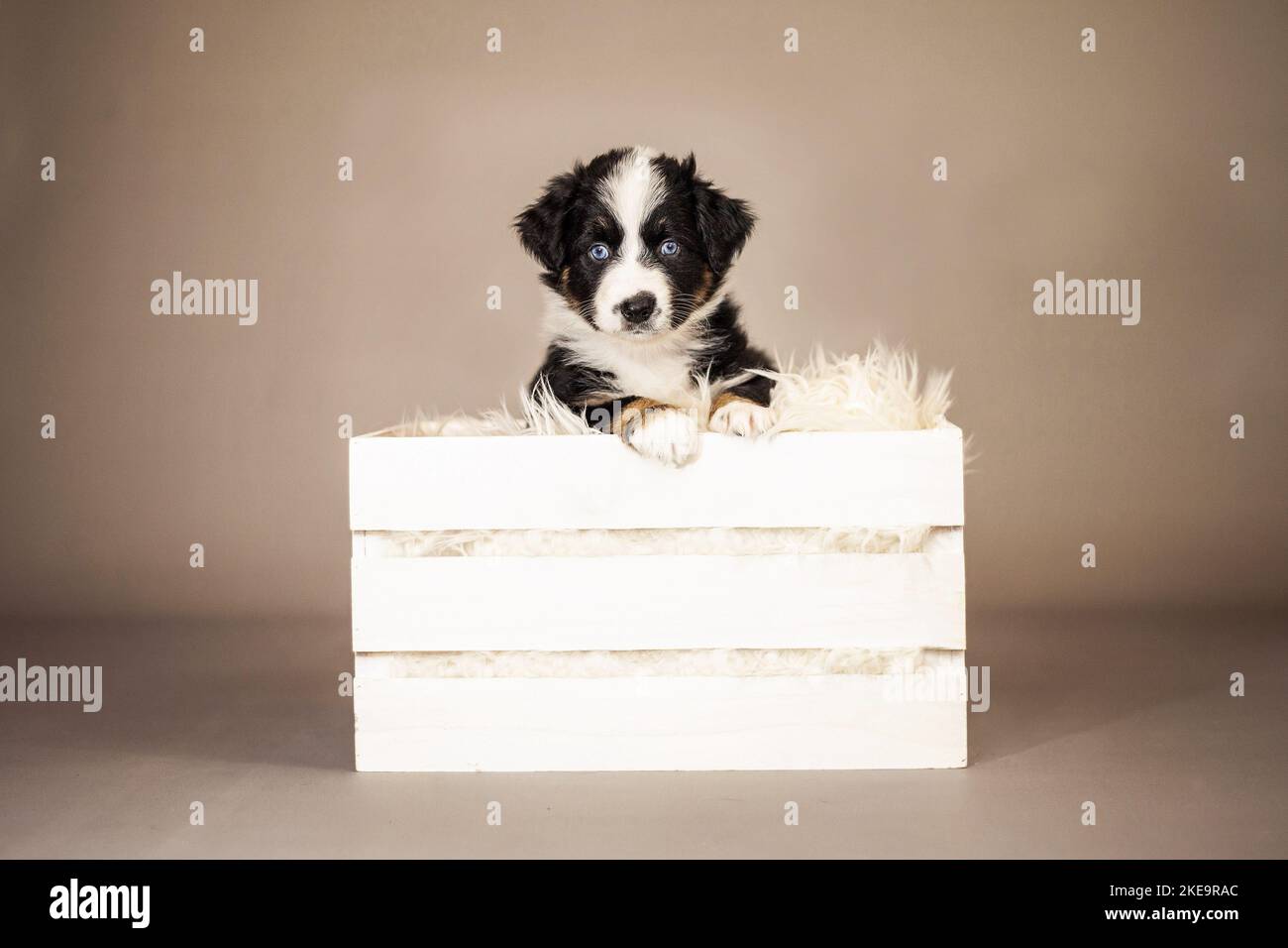 6 Wochen alter australischer Schäferhund Stockfoto