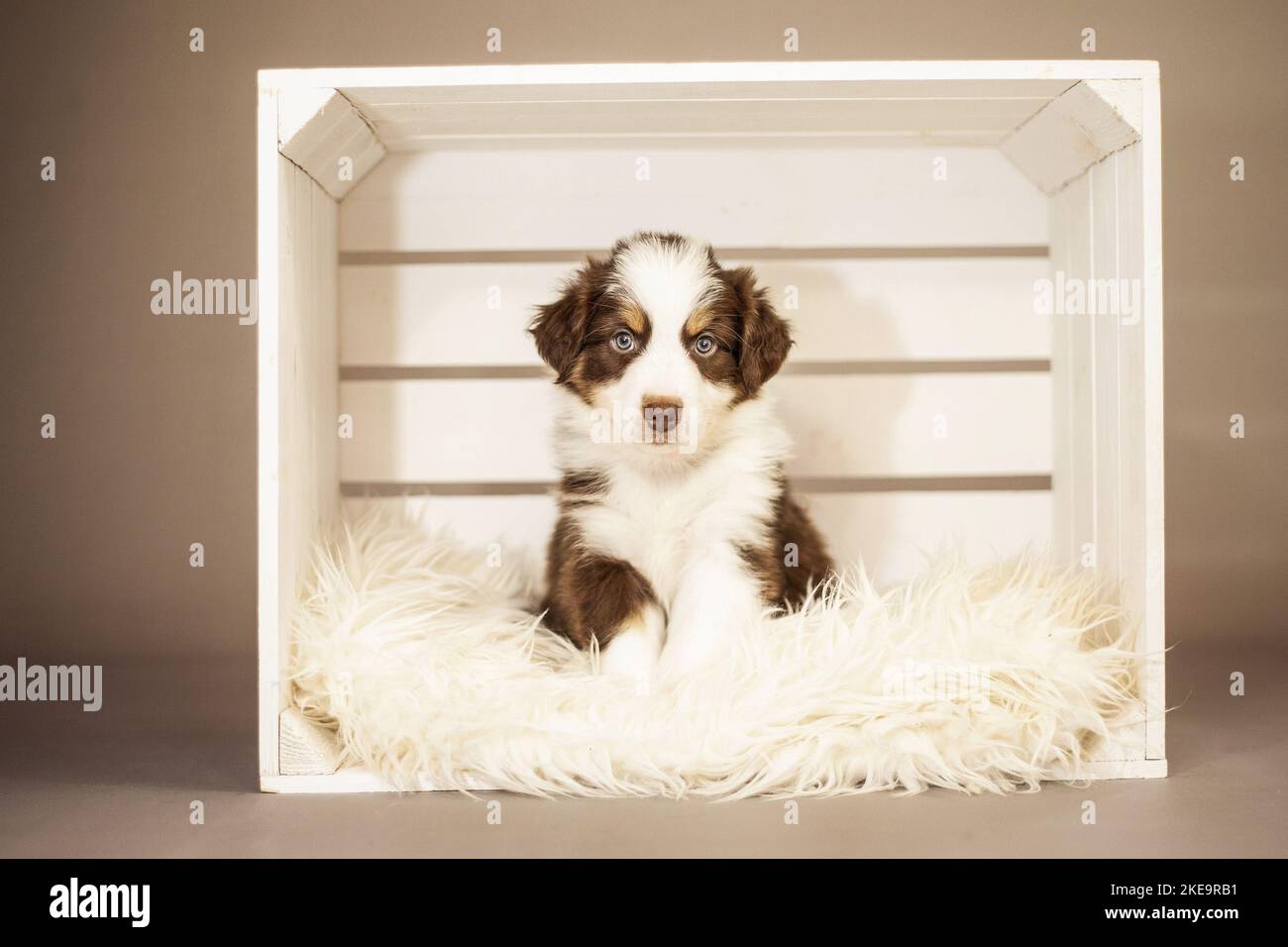 6 Wochen alter australischer Schäferhund Stockfoto