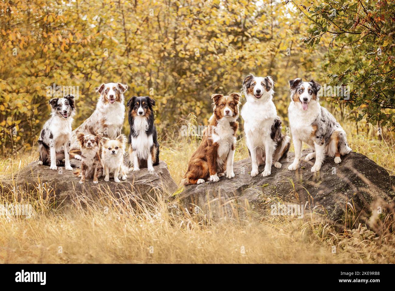 Australian Shepherds und Chihuahuas Stockfoto
