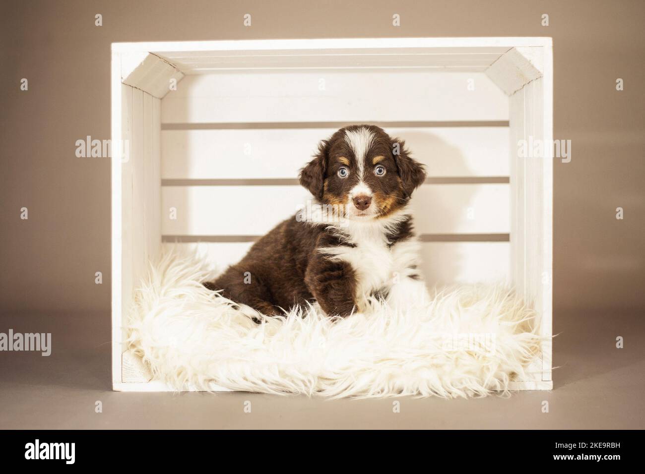 6 Wochen alter australischer Schäferhund Stockfoto
