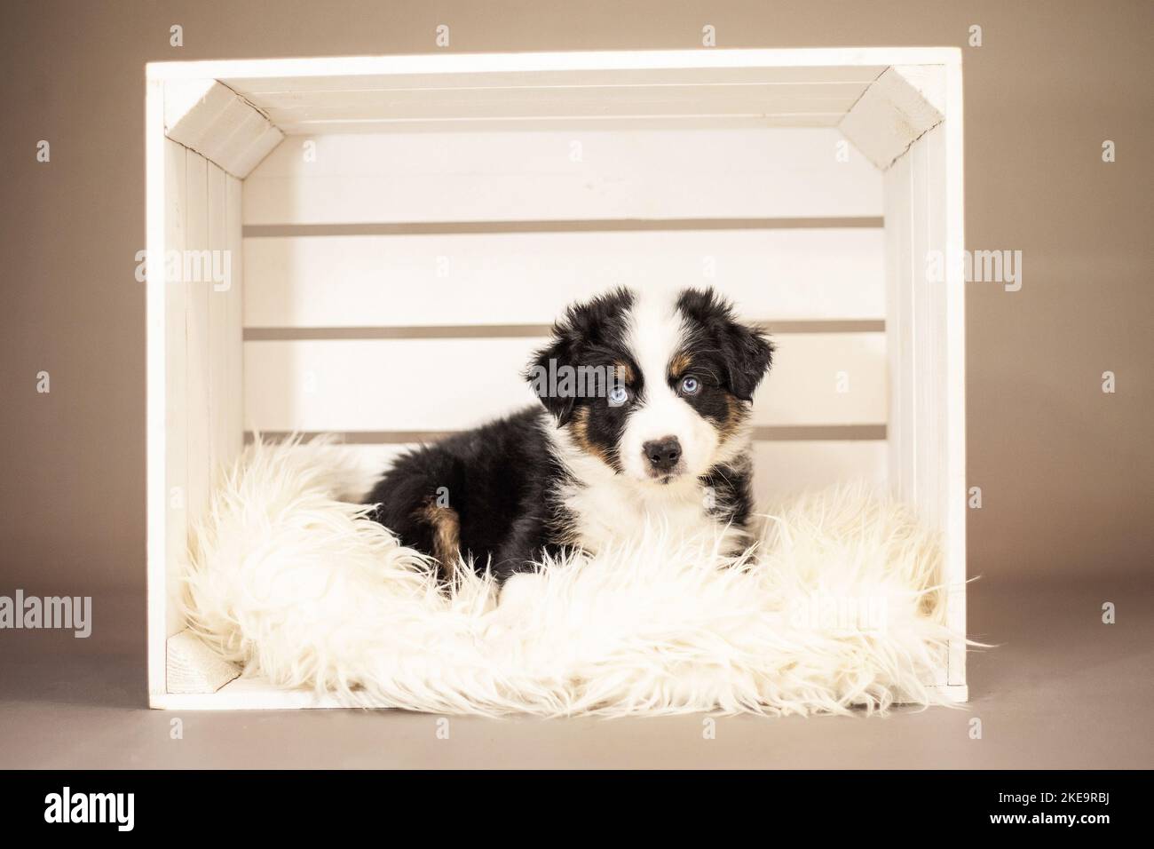 6 Wochen alter australischer Schäferhund Stockfoto