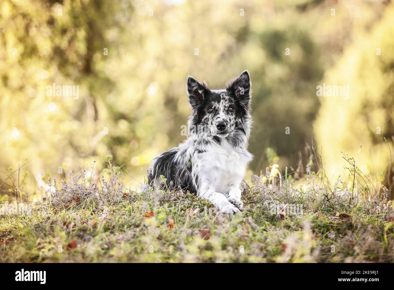 liegenden Border-Collie-Mischling Stockfoto
