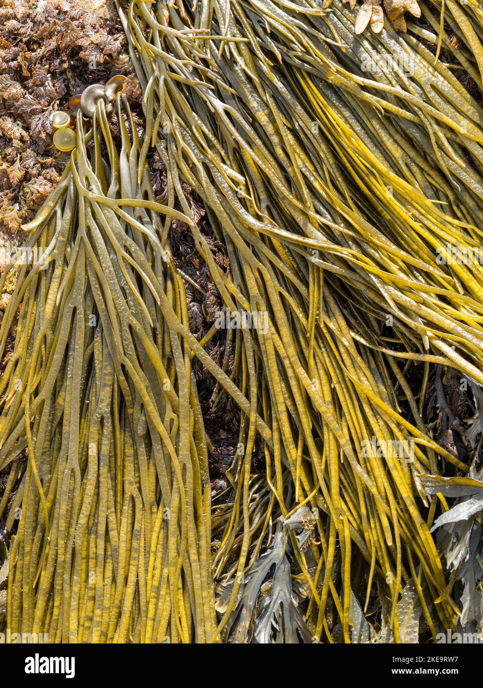 Sea Spaghetti, Thong Weed, Sea Thong Seaweed (Himanthalia elongata), das in Scottish Beach, Schottland, Vereinigtes Königreich angebaut wird Stockfoto