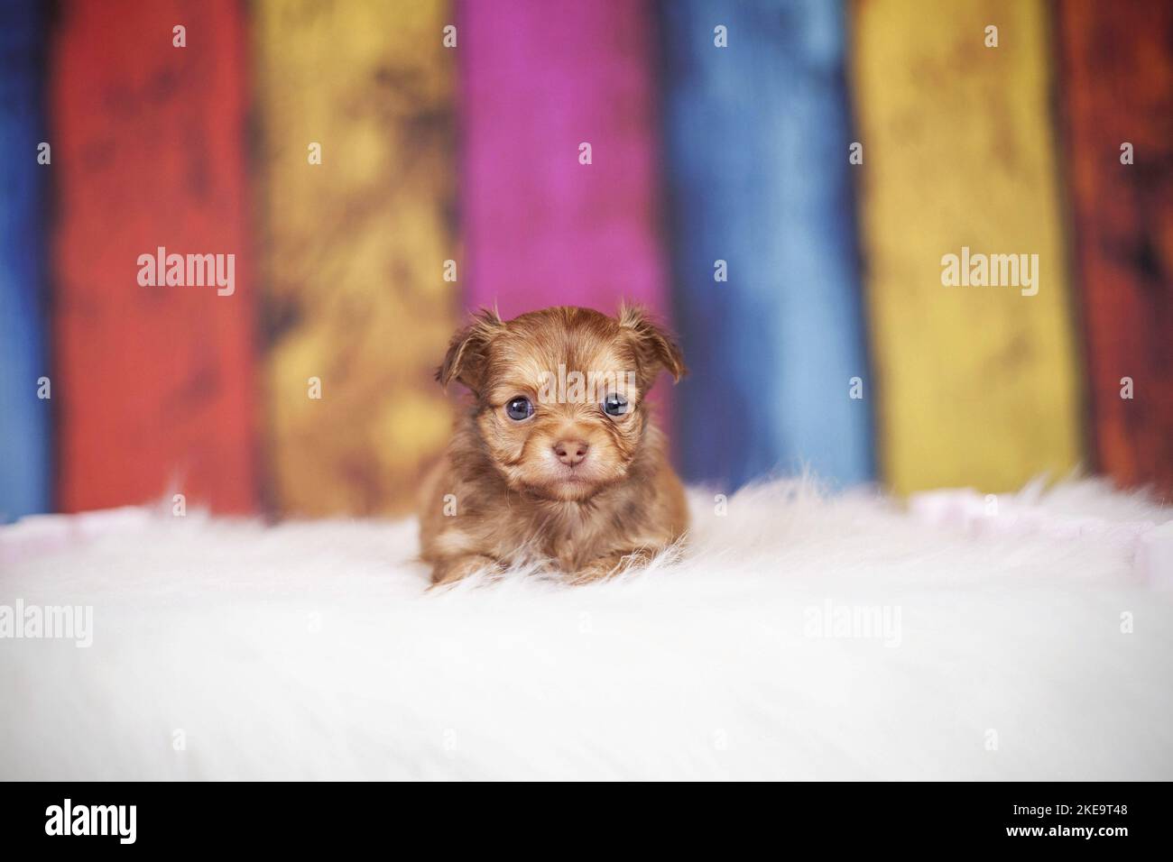 Chihuahua-Mongrel Welpe Stockfoto