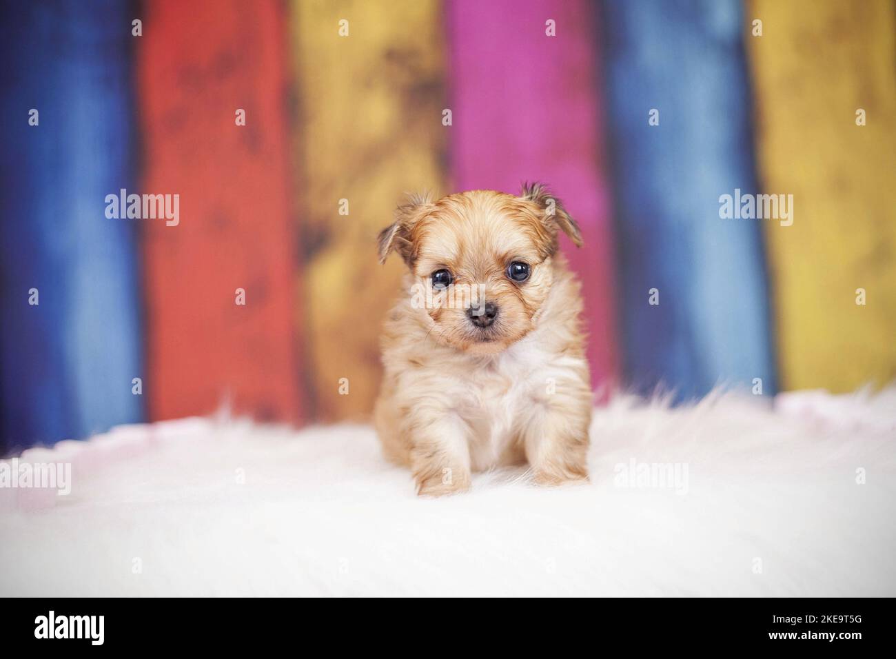 Chihuahua-Mongrel Welpe Stockfoto