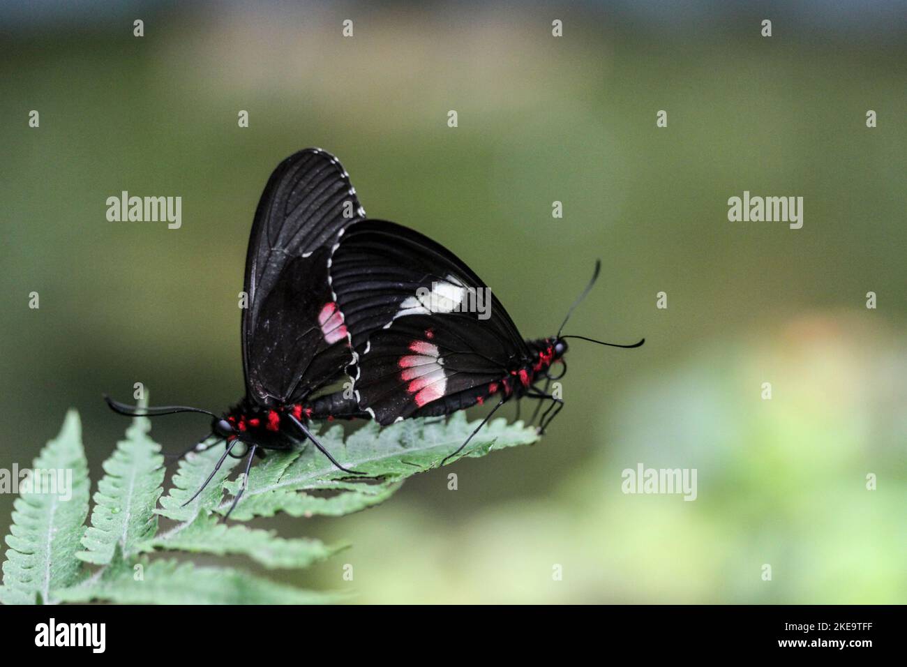 Cattleheart Schmetterling (Parides arcas) auf der Schmetterlingsfarm Mindo Mariposario, Mindo Valley, Ecuador Stockfoto