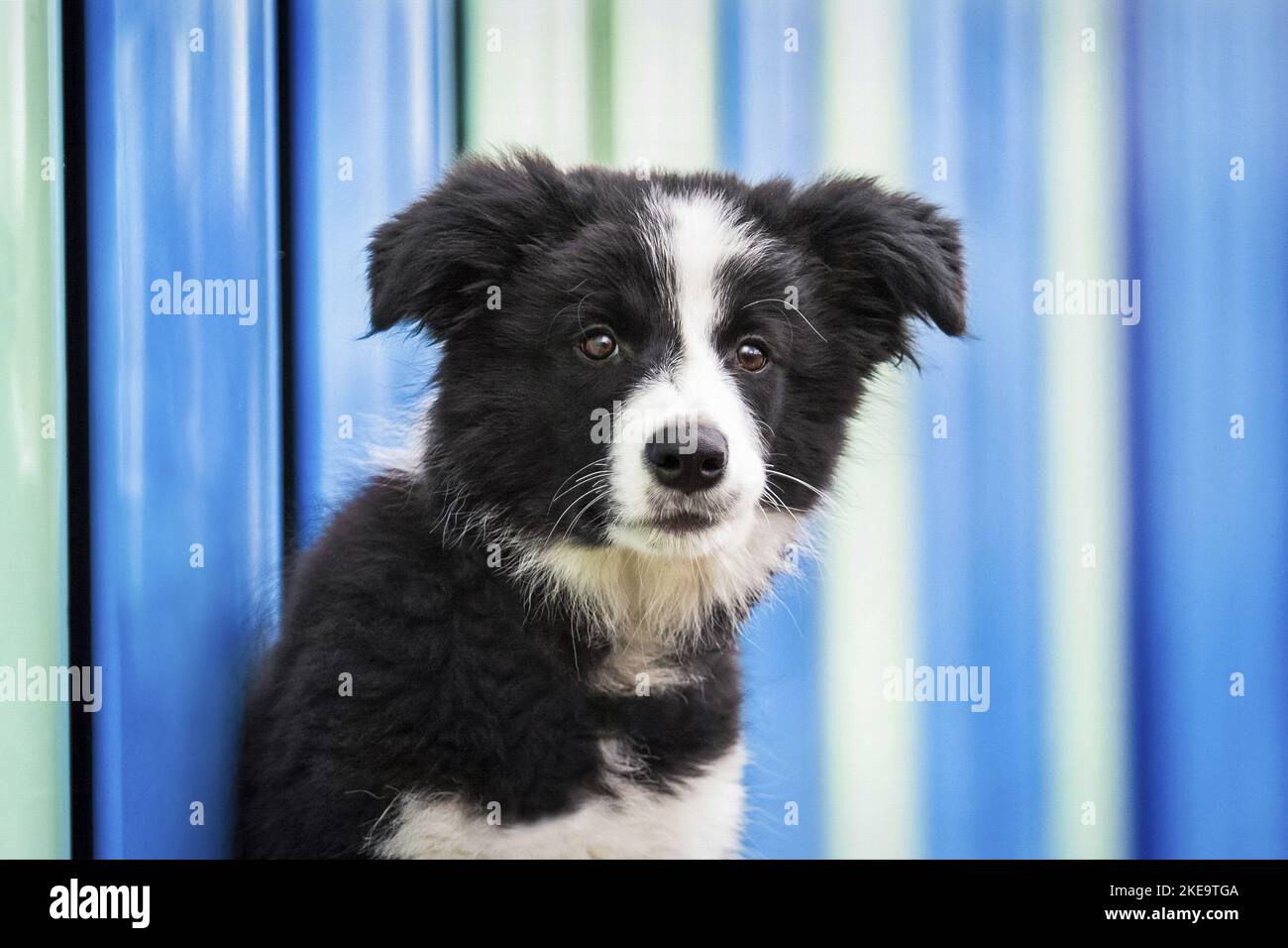Border-Collie-Welpen Stockfoto