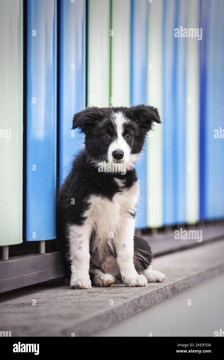 Border-Collie-Welpen Stockfoto
