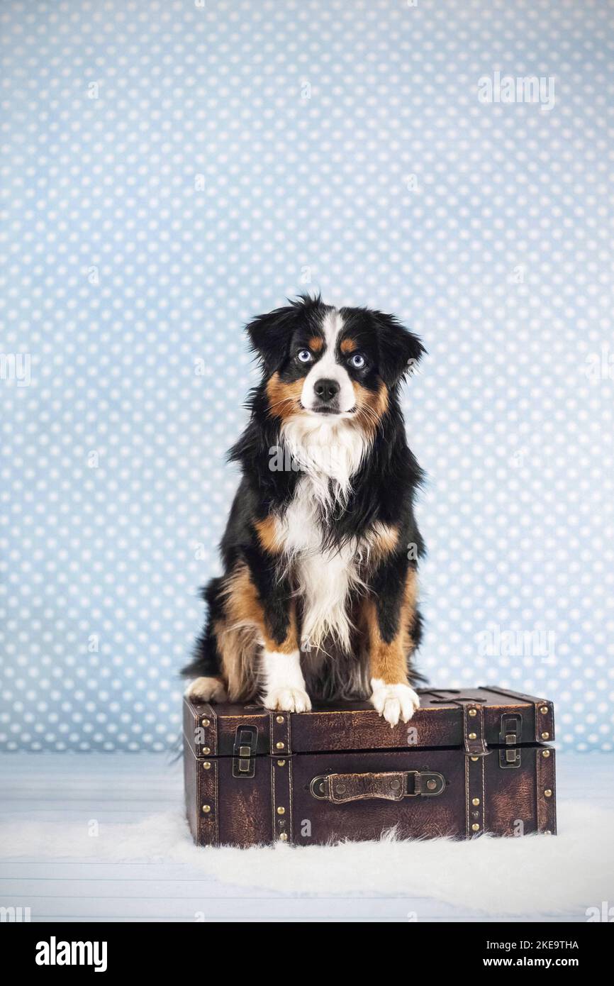 Miniatur American Shepherd im Studio Stockfoto