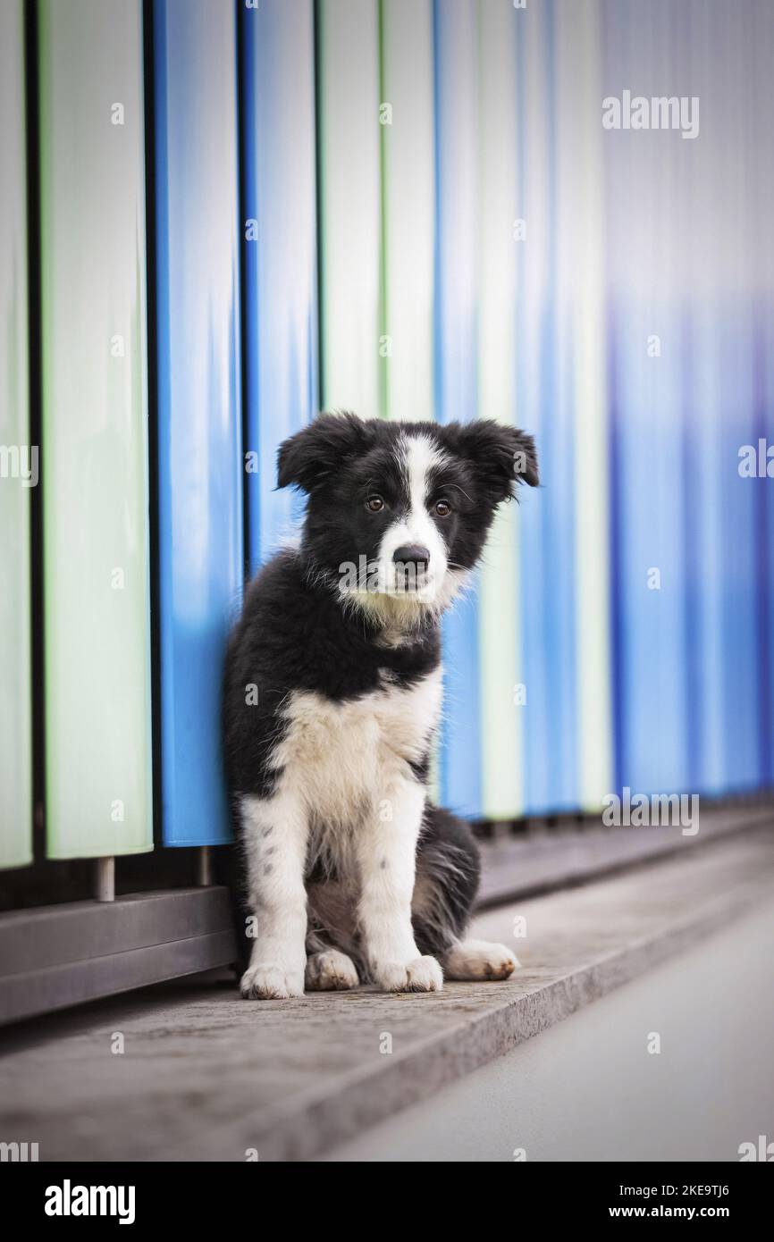 Border-Collie-Welpen Stockfoto