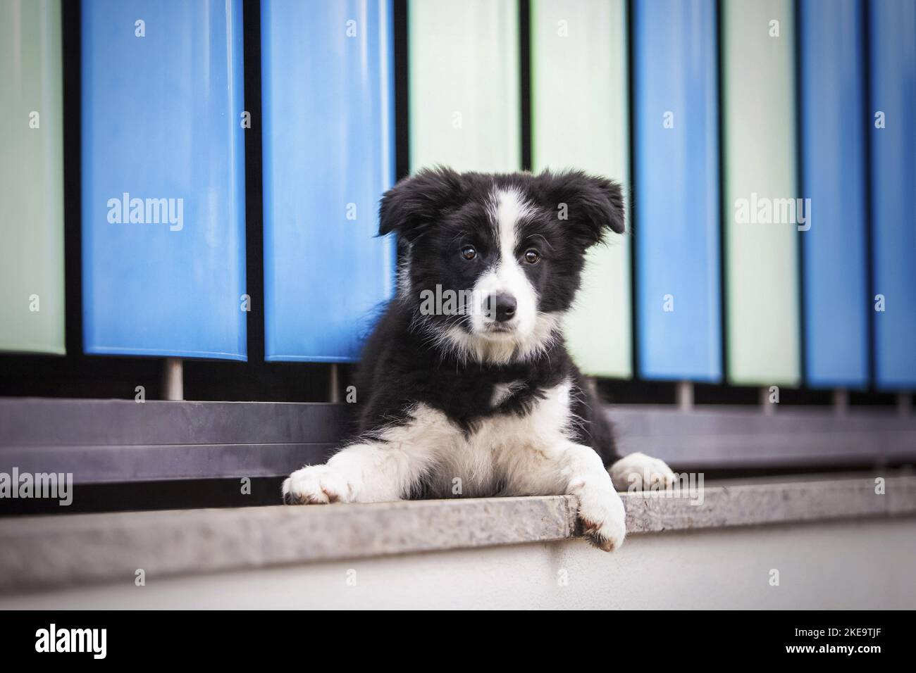 Border-Collie-Welpen Stockfoto