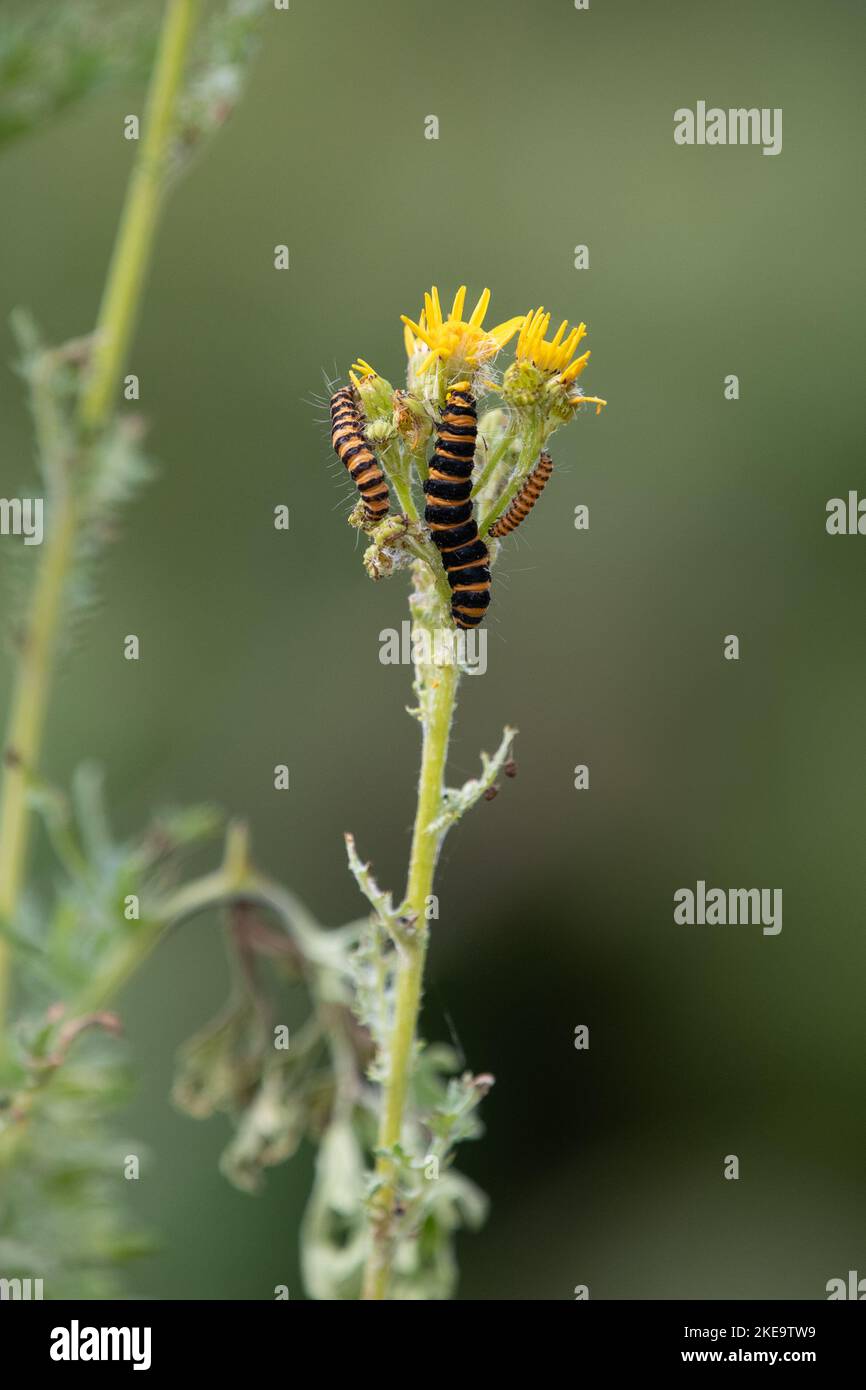 Zimtmotten-Raupen auf Ragmaische-Pflanze - England, Vereinigtes Königreich Stockfoto