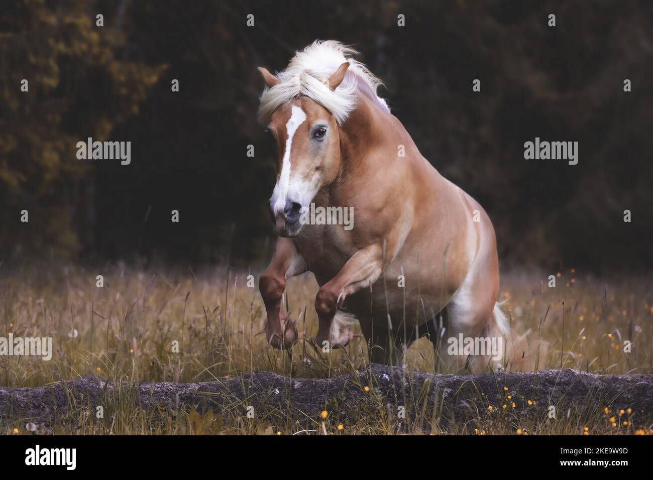 Haflinger-Pferd Stockfoto