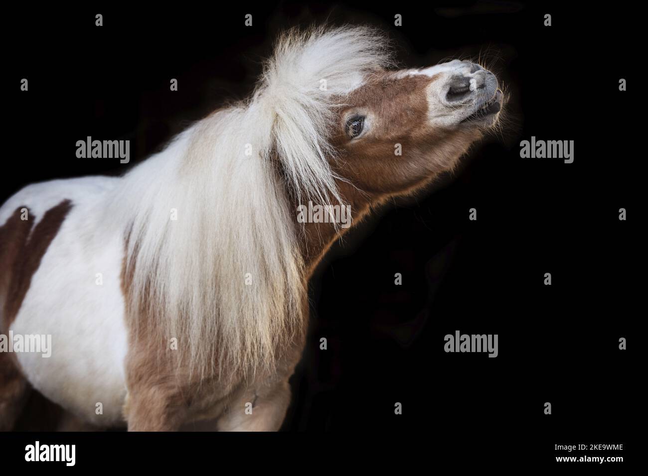 Skewbald Shetland Pony Stockfoto