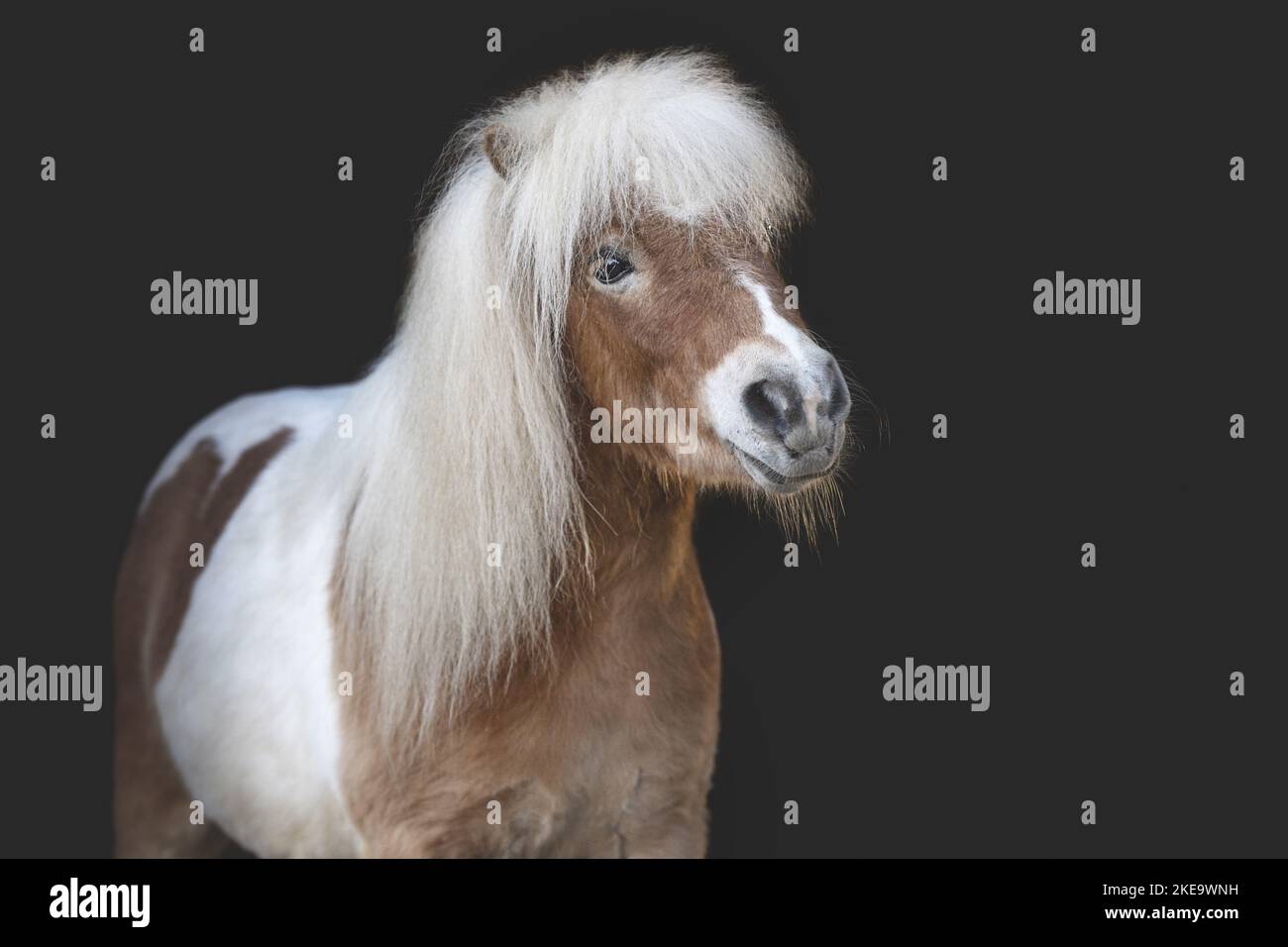 Skewbald Shetland Pony Stockfoto