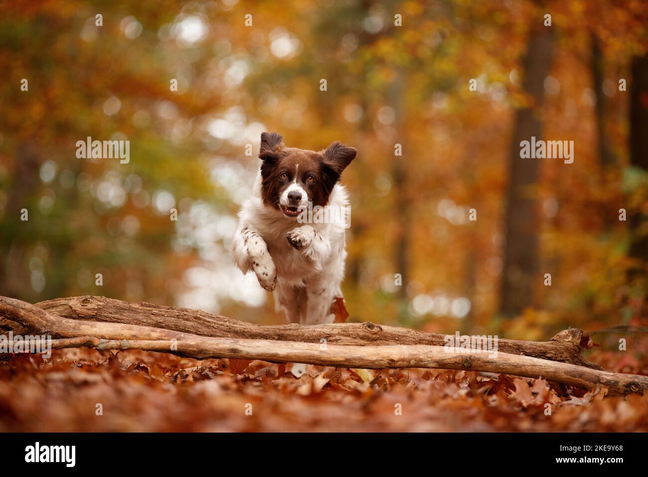 Holländischer Rebhuhn im Herbst Stockfoto