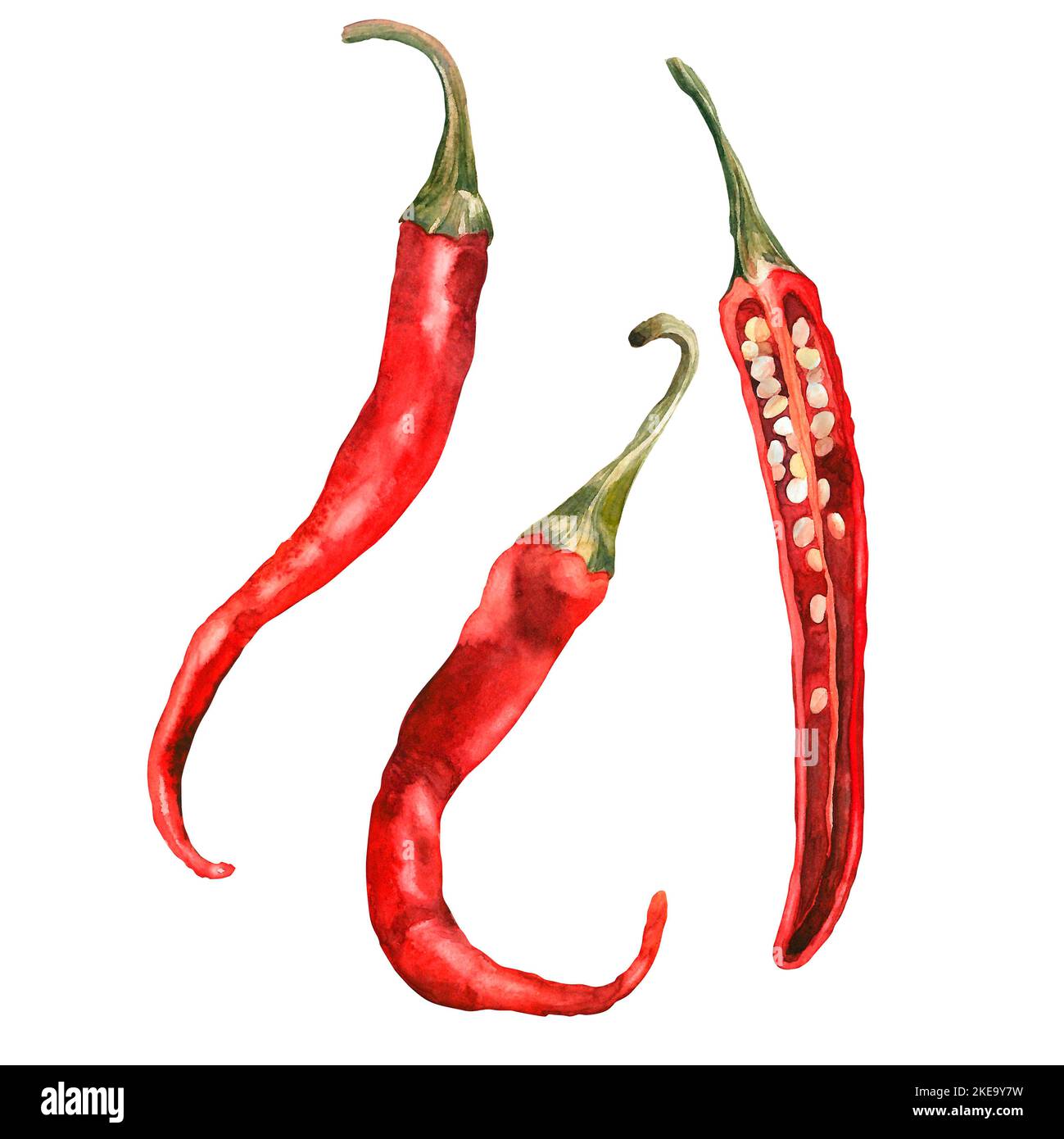 Chili Aquarell. Isolieren. Abbildung für Clipart. Entwickelt für Menüs, kulinarische Blogs, Verpackungen, Textilien, Webdesign, Websites, Aufkleber, Einladung Stockfoto