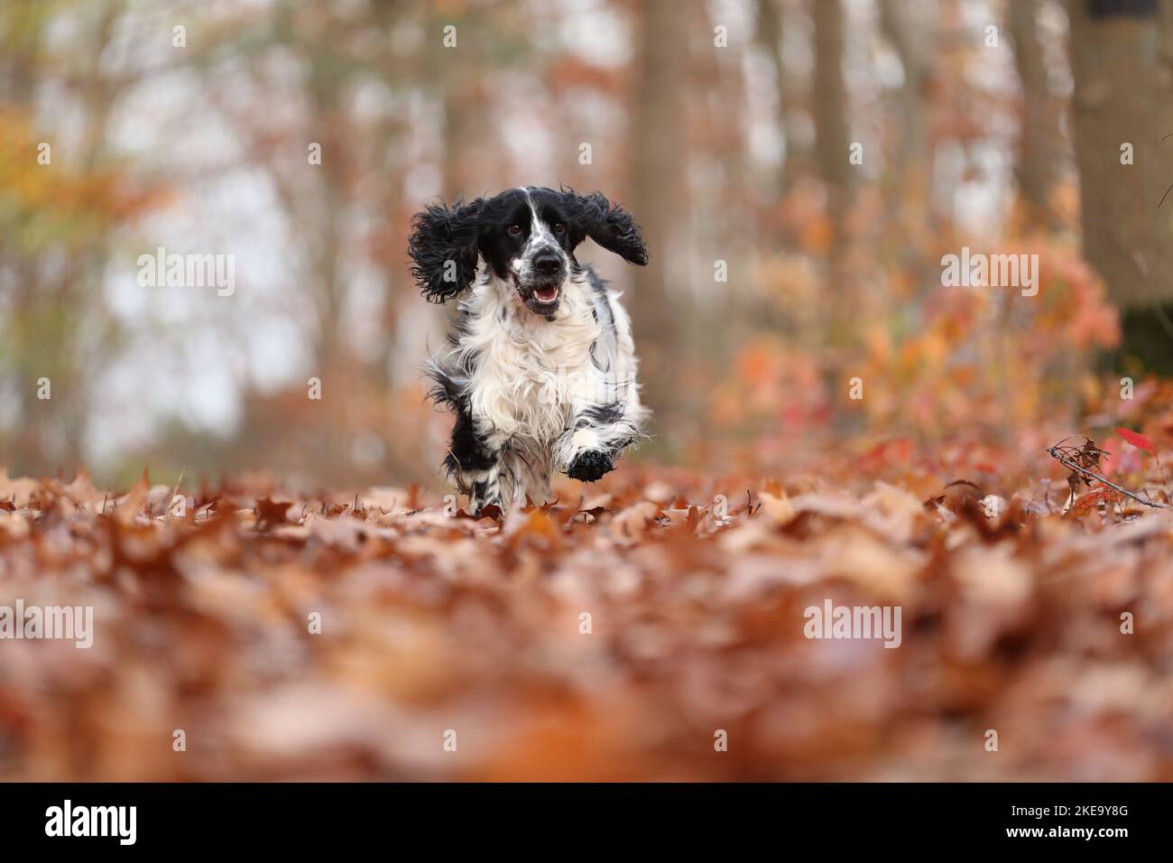 Englisch Cocker Spaniel im Herbst Stockfoto