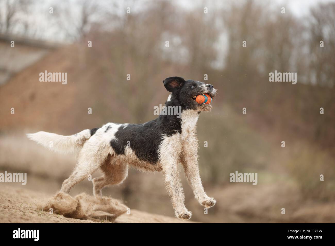 Schwarz-weißer Labradoodle Stockfoto