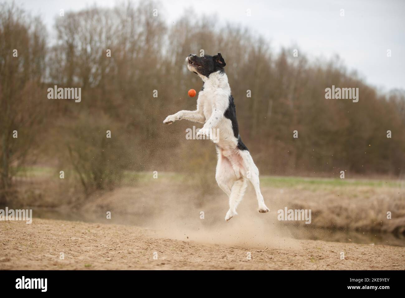 Schwarz-weißer Labradoodle Stockfoto