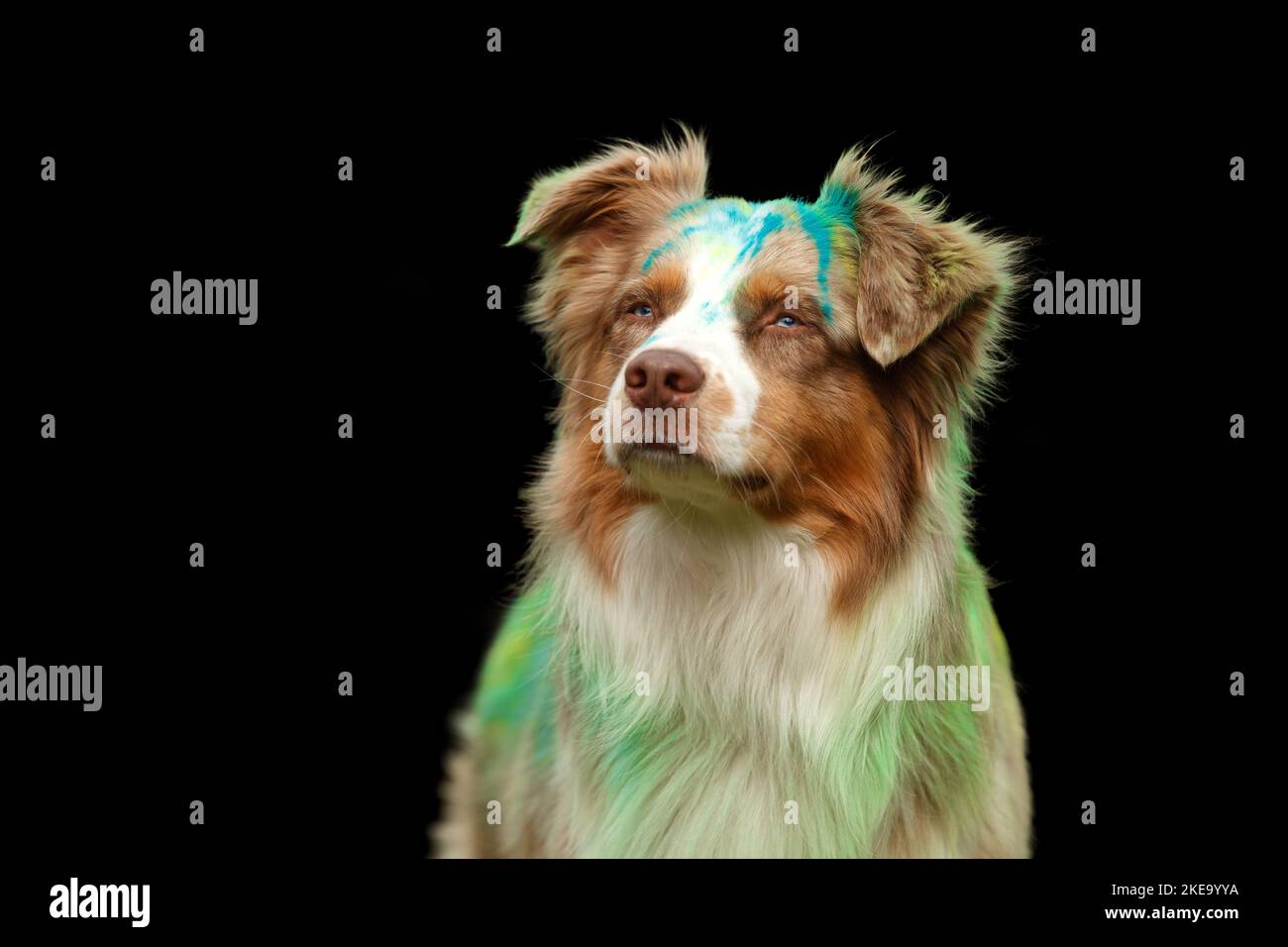Australian Shepherd bei der Holi-Schießerei Stockfoto